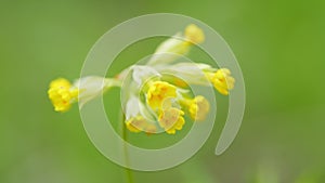 Cowslip primrose. Young and yellow inflorescences of cowslip primula veris. Close up.