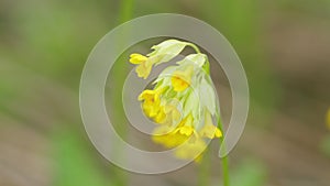 Cowslip primrose. Young and yellow inflorescences of cowslip primula veris. Close up.