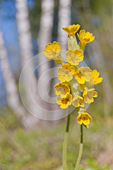 Cowslip (primula veris) in flower