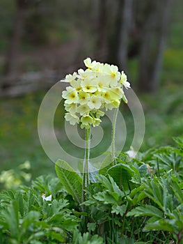 Cowslip (Primula veris) flowers