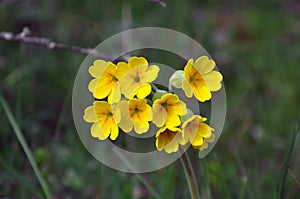 Cowslip - Primula veris