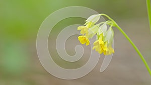 Cowslip or primula veris. Yellow cowslip primrose flowers. Primula officinalis hill. Close up.