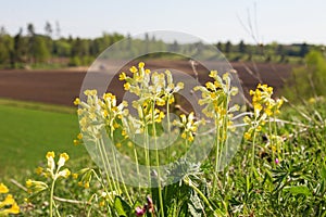 Cowslips in a country