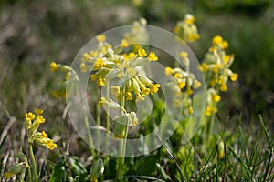 Cowslips