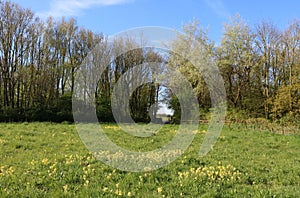 Cowslips, Lane Ends Amenity Area, Pilling sunny day photo