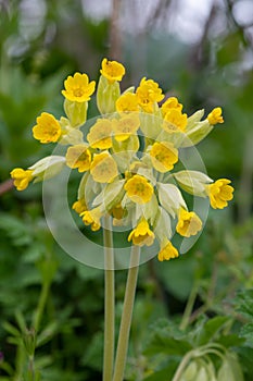 Cowslips primula veris