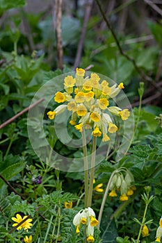 Cowslips primula veris