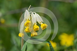 Cowslips primula veris