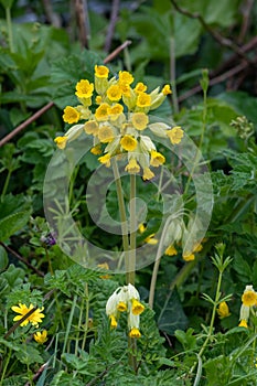 Cowslips primula veris