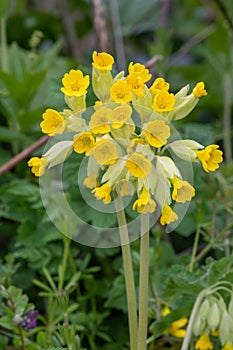 Cowslips primula veris