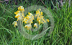 Cowslips (Primula veris) flowering in grass naturally.
