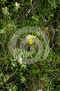 Cowslips, Primula veris, growing on a grassy bank