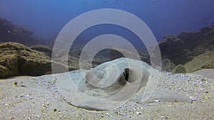 Cowtail Stingray Fantail Sting Ray Or Bull Ray Stingray Close Up On Coral Reef