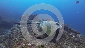 Cowtail Stingray Fantail Sting Ray Or Bull Ray Stingray Swimming Over Coral Reef