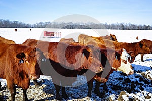 Cowtown Cows out feeding after the snow fall.