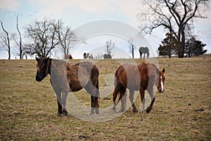 Cowtown horses out grazing the landscape..