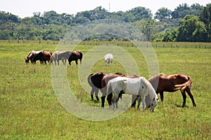 Cowtown rodeo horses out grazing the field. photo