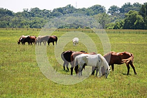 Cowtown rodeo horses out grazing the field.