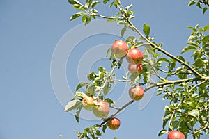 Cox`s Pippin apples.