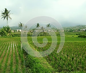 Rice field