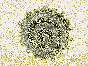 The coxsackievirus photo