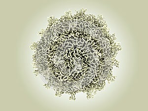 Coxsackievirus photo
