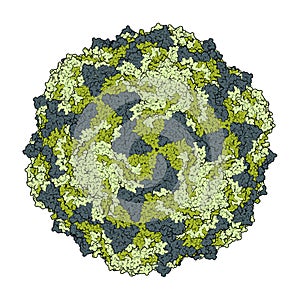 Coxsackievirus A21. Coxsackieviruses can cause meningitis, hand, foot and mouth disease, etc. Atomic-level structure. photo