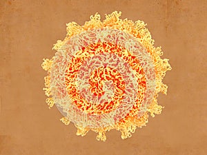 The coxsackievirus photo