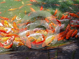 Coy Fish in Pond