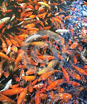 Coy fish pond during feeding