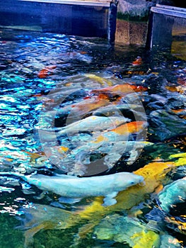 Coy Fish at Austin Aquarium