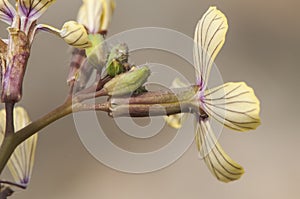 Coyncia transtagana small and beautiful yellow flower with the pink center of the Cruciferae family endemic to the southwest of photo