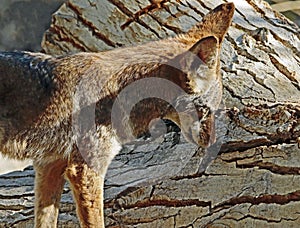 Coyote