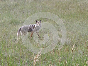 Coyote