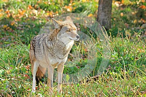A coyote. photo