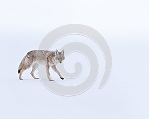 Coyote