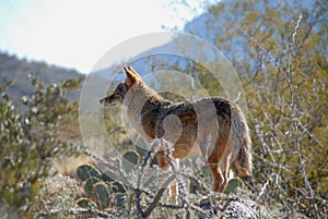 Coyote