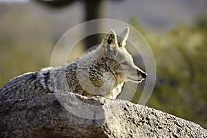 Coyote