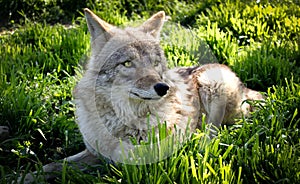 Coyote