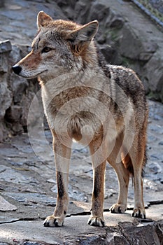 Coyote