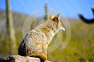 Coyote