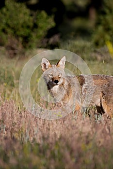 Coyote