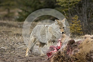 Coyote. photo