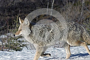 Coyote