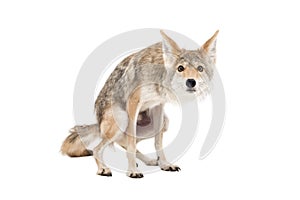 Coyote