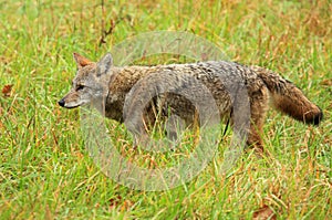 Coyote