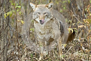 Coyote