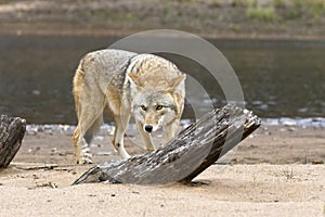 Coyote