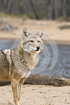 Coyote