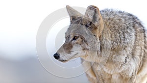 Coyote